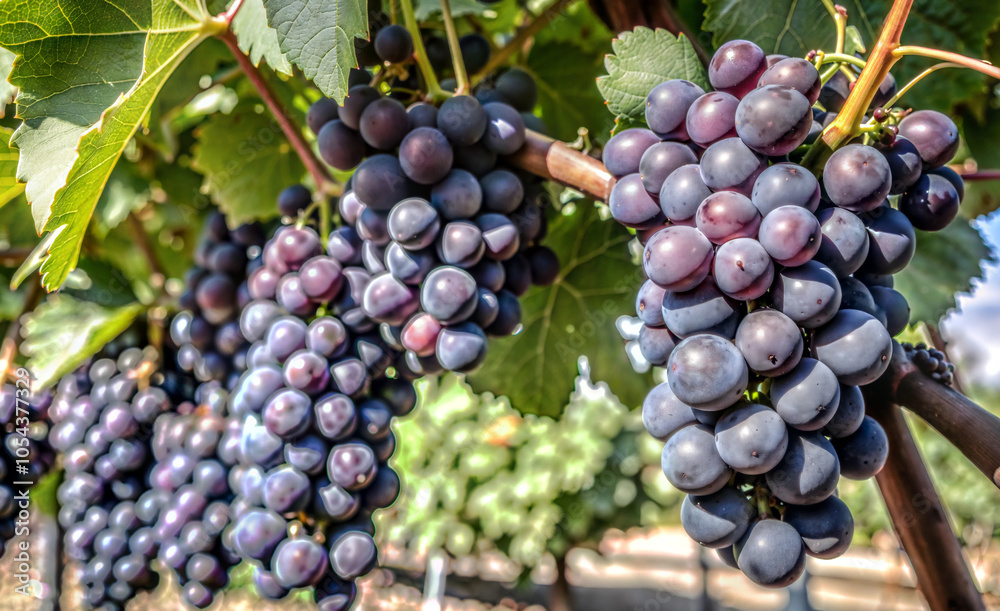 Bunches of grapes hanging from trees, wallpaper Bunches of grapes hanging from trees, wallpaper