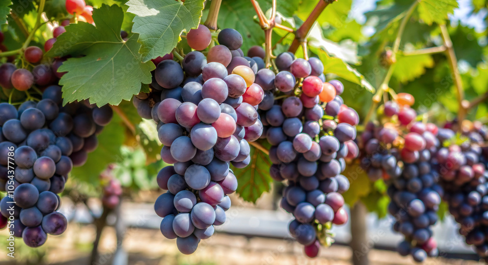 Bunches of grapes hanging from trees, wallpaper Bunches of grapes hanging from trees, wallpaper