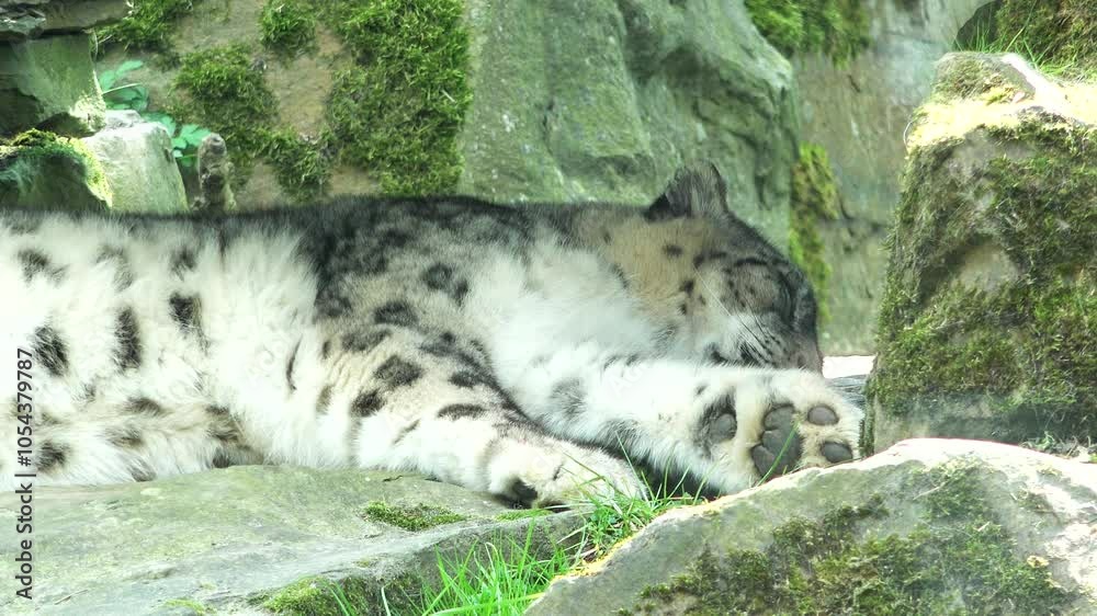 Snow leopard sleeping between mountain rocks