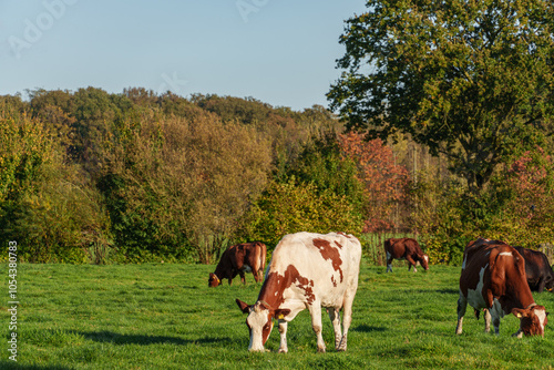 Herbstfarben im Münsterland photo