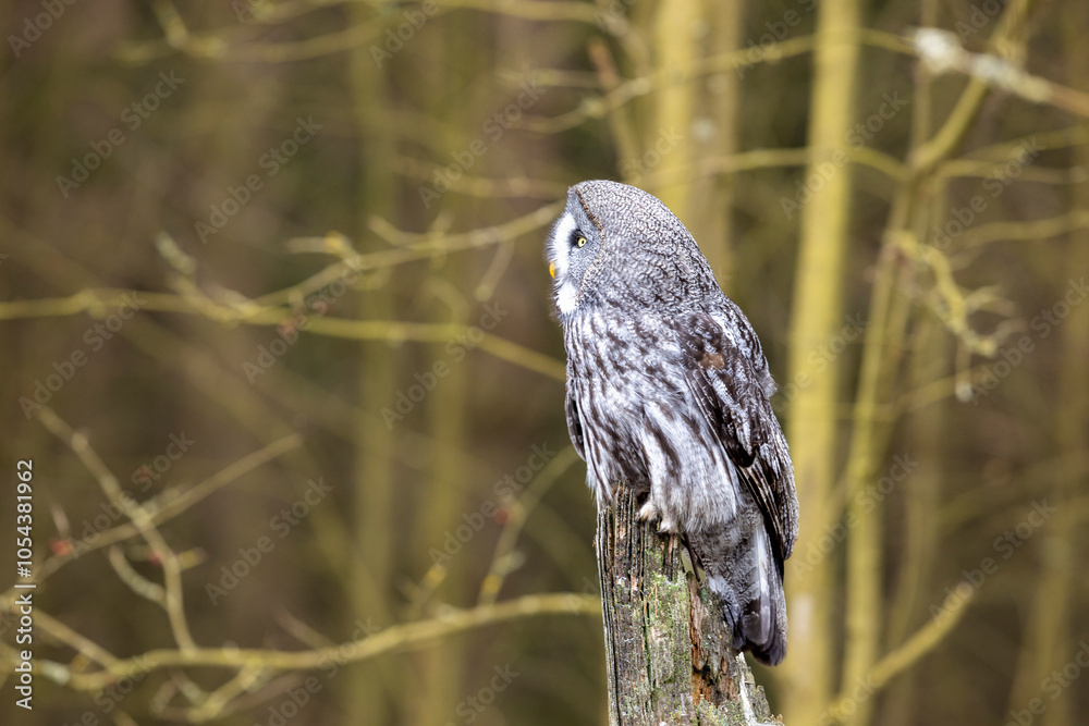 Great grey owl, Strix nebulosa, bird hunting , sitting on old tree trunk, portrait of large owl. Wildlife nature.