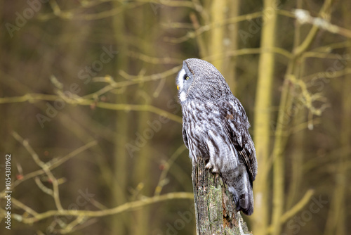 Obraz na płótnie Great grey owl, Strix nebulosa, bird hunting , sitting on old tree trunk, portrait of large owl. Wildlife nature. w salonie