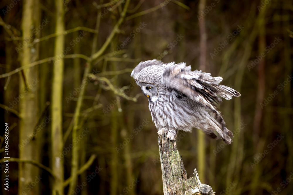 Great grey owl, Strix nebulosa, bird hunting , sitting on old tree trunk, portrait of large owl. Wildlife nature.