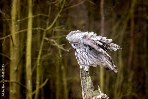 Obraz na płótnie Great grey owl, Strix nebulosa, bird hunting , sitting on old tree trunk, portrait of large owl. Wildlife nature. w salonie