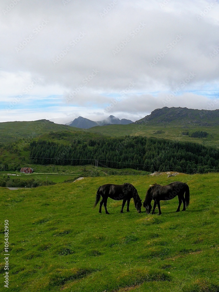 Obraz premium horse in the field