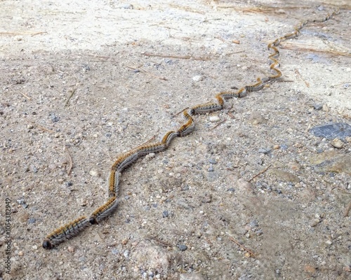 train of worms on the ground photo