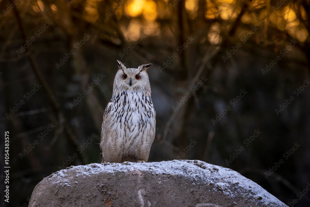 Western siberian eagle owl (Bubo bubo sibiricus) sitting on snowy rock in the forest in colorfull sunset