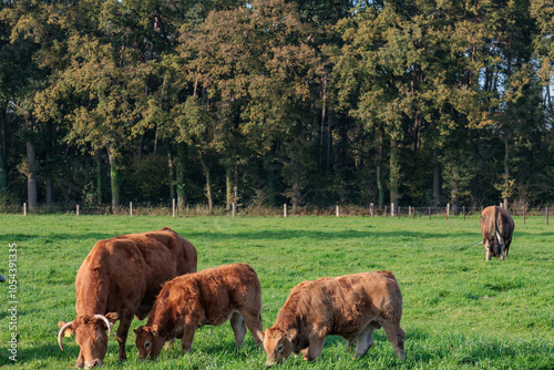 Herbstzeit im Münsterland photo