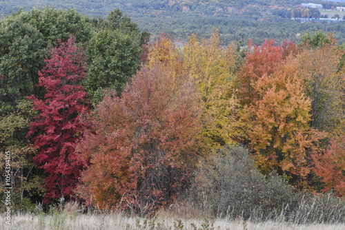 Autumn Trees and Colors