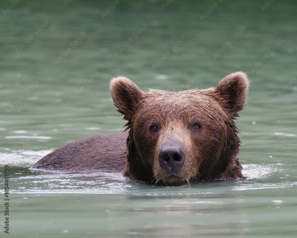 Close-up photo of an Alaskan Brown Bear swimming in Big River Lakes, Alaska, USA Close-up photo of an Alaskan Brown Bear swimming in Big River Lakes, Alaska, USA