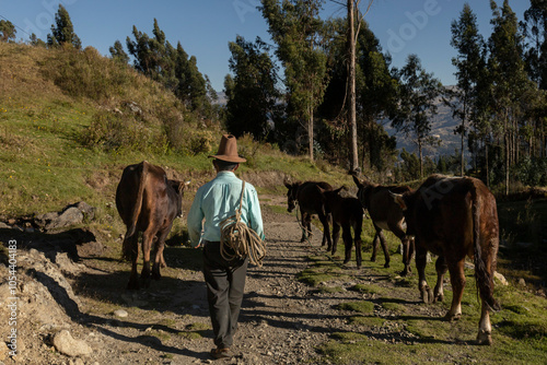 Muleteer man walking with his animals, rural scene in Peru photo