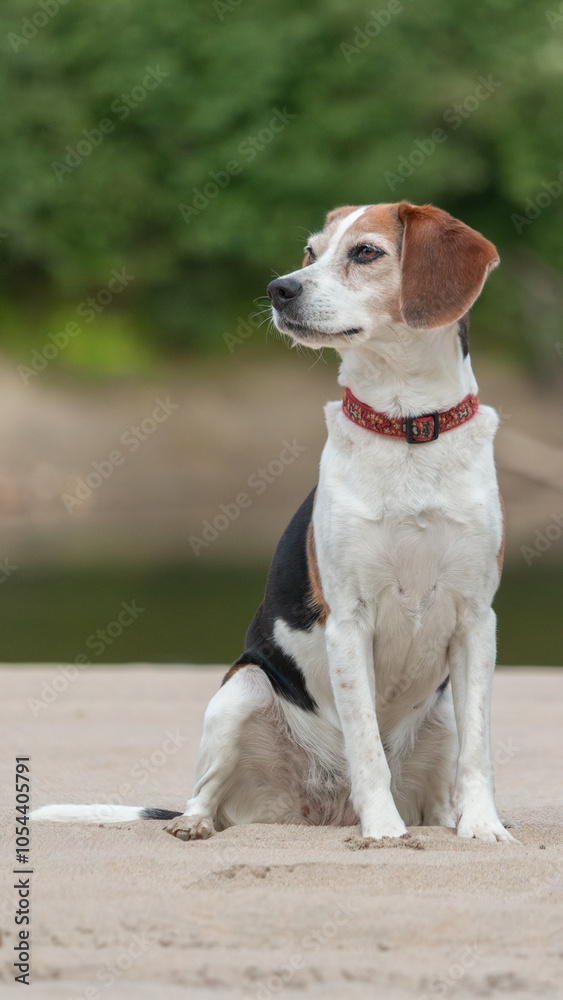 Portrait of a dog Beagle sitting on the sand