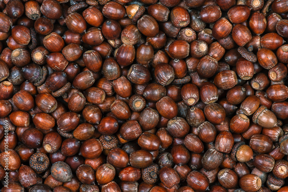 Dried oak acorns, natural background, top view Dried oak acorns, natural background, top view