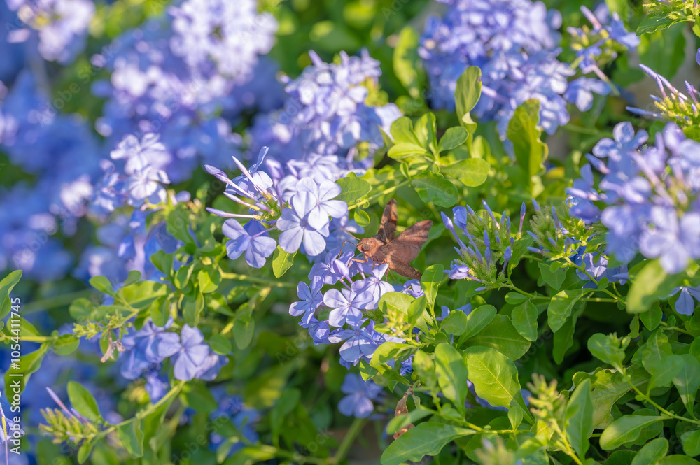 A brown sphinx moth looking for food in a summer garden. A brown sphinx moth looking for food in a summer garden.