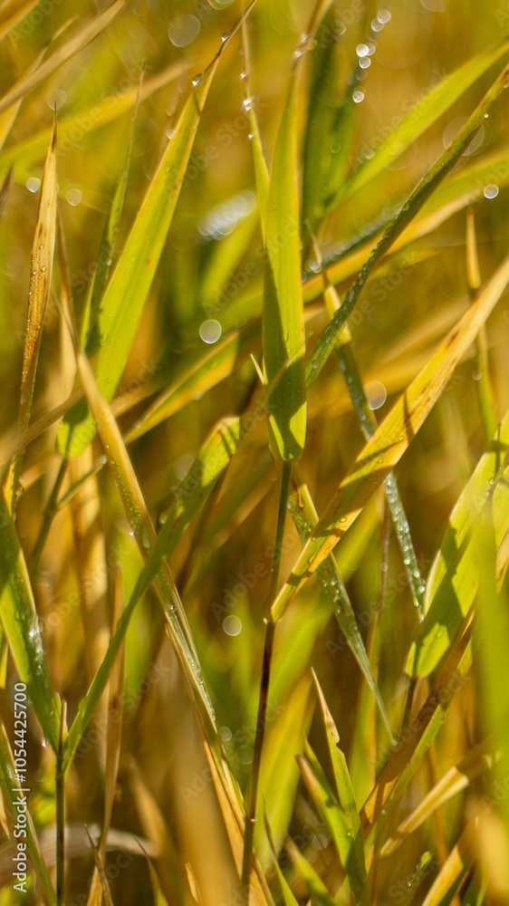 A background of early yellow and green autumn colored grass with drops of dew
A background of early yellow and green autumn colored grass with drops of dew