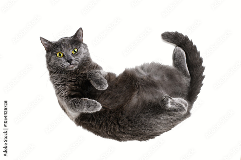 Fototapeta premium Gray cat lying on its back on white background. Cat looking up, top view
