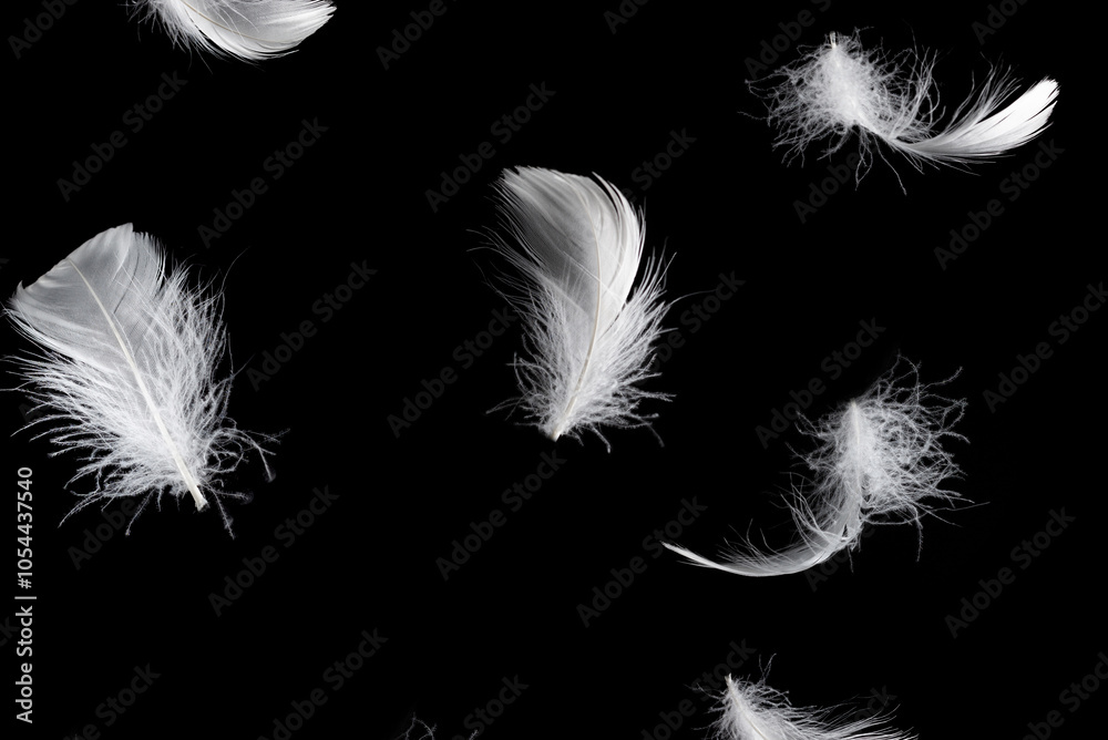 Obraz premium White feather isolated on a black background.