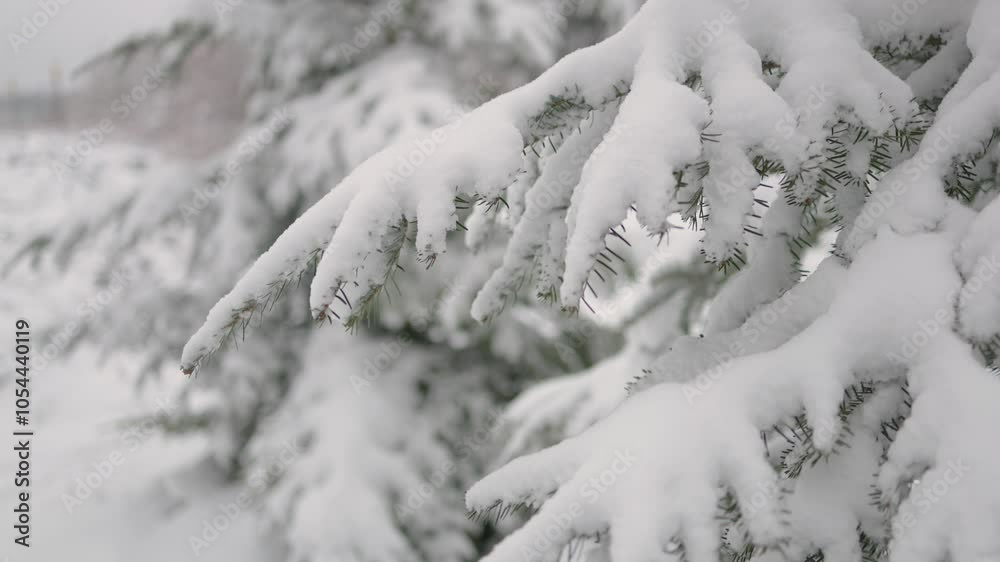 Beautiful Christmas trees in the snow. A beautiful walk through the winter forest. Trees, branches and bushes in the snow. Snow everywhere. The path in the forest is covered with snow. Beautiful Christmas trees in the snow. A beautiful walk through the winter forest. Trees, branches and bushes in the snow. Snow everywhere. The path in the forest is covered with snow.