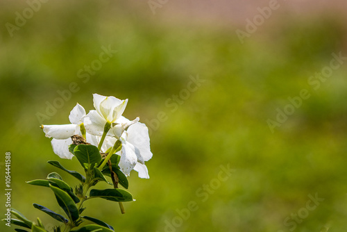 white flower
