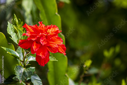 red flower in the garden