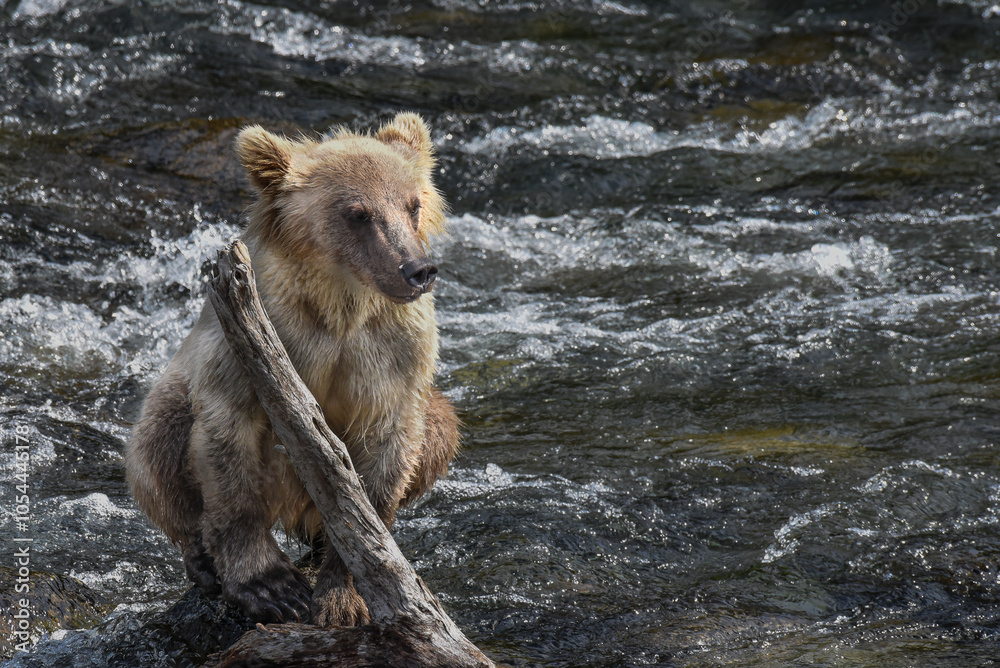 Fototapeta premium Young Grizzly Bear Trying to Stay Dry at Brooks Falls Alaska