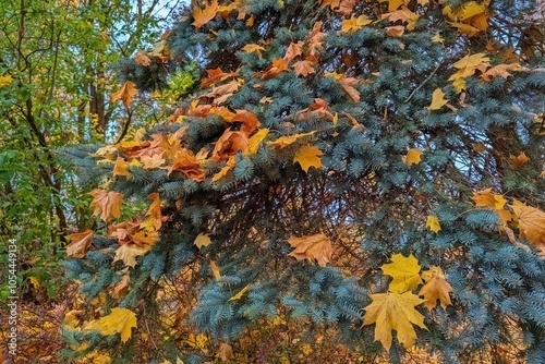 Autumn background. Blue spruce and maple leaves. photo