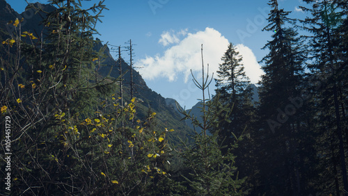 beautiful big mountains incredible nature and mysterious forest