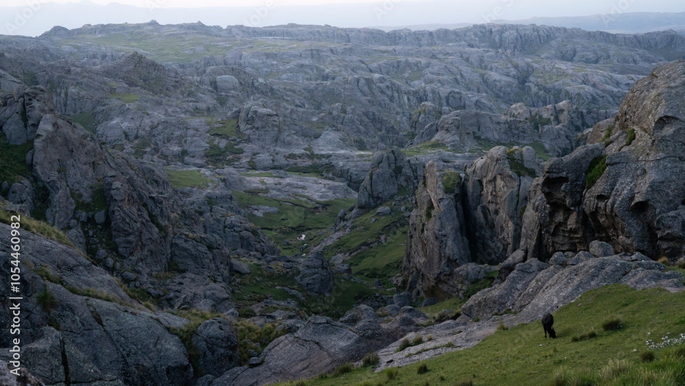 Fototapeta premium Idyllic landscape. View of a single black cow grazing in the rocky hills with a magical sunset light.