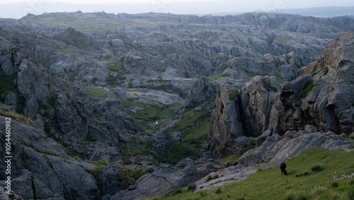 Idyllic landscape. View of a single black cow grazing in the rocky hills with a magical sunset light.