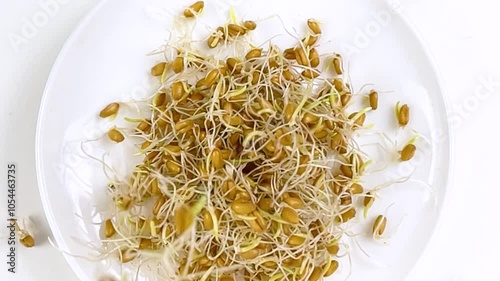 Sprouts fall into a plate with germinated wheat grains and on white background. Concept of healthy eating, wholesome foods, vegetarianism. Close-up. Slow motion. photo