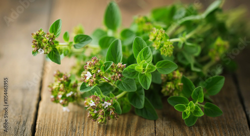 Oregano plant fresh green herbs with flowers on rustic wooden background