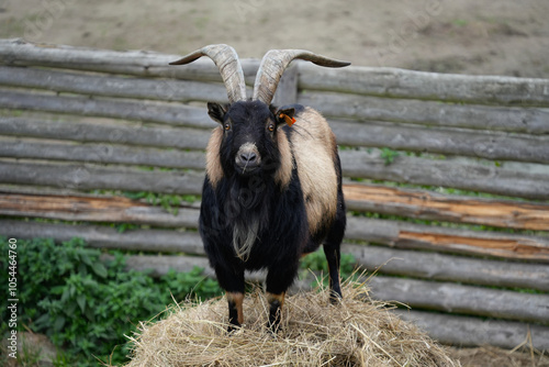 The domestic goat stands on a haystack and looks straight into eyes. photo