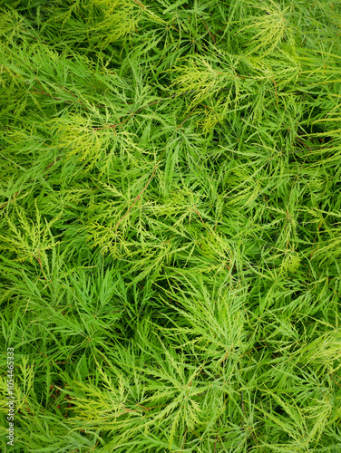 Plump appearance with deeply lobed leaves of Palm Maple in the garden on a sunny day. A wonderful Asian garden plant. Variety Acer palmatum Emerald Lace or Acer palmatum (Japanese maple) Kinshi.  