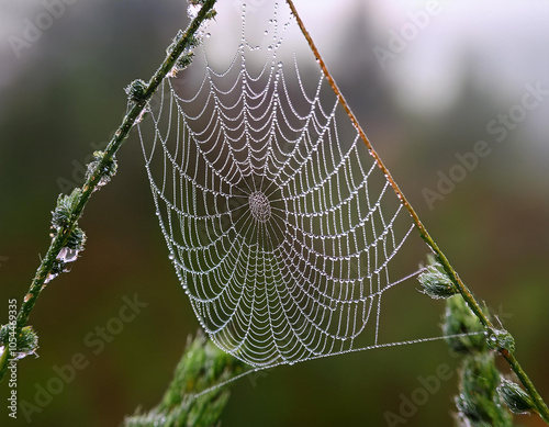 spider web with dew drops