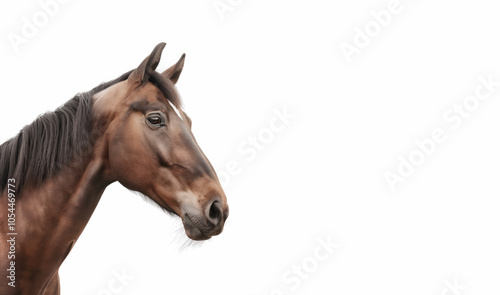 Majestic brown horse in elegant pose against a white backdrop, ideal for a variety of design purposes