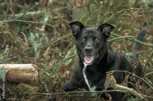 2024-10-05 A BLACK BLUE HEELER LABRADOR MIX STADNING IN A PILE OF BRANCHES WITH A INTENSE LOOK WITH BRIGHT EYES IN STANWOOD WASHINGTON photo