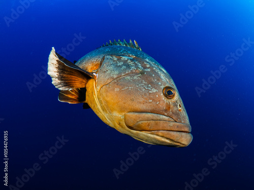 Canvas Print Close-up Dusky Grouper Epinephelous marginatus in Mediterranean sea in Medes Isl