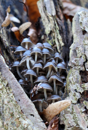 Wild Agaricales mushrooms of the Agaricomycetes class grow in nature photo