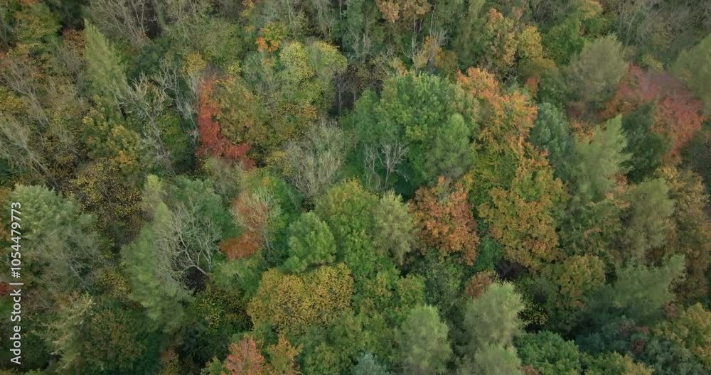 Autumn foliage in the forest. Autumn foliage in the forest.