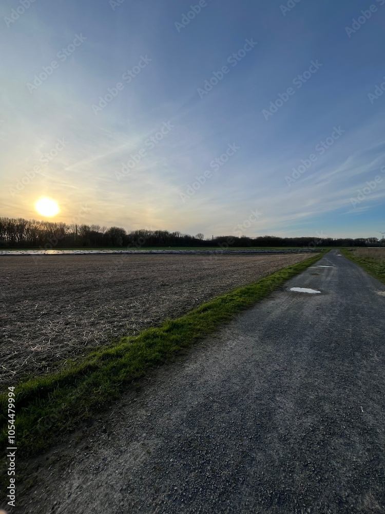 Naklejka premium Path in the fields