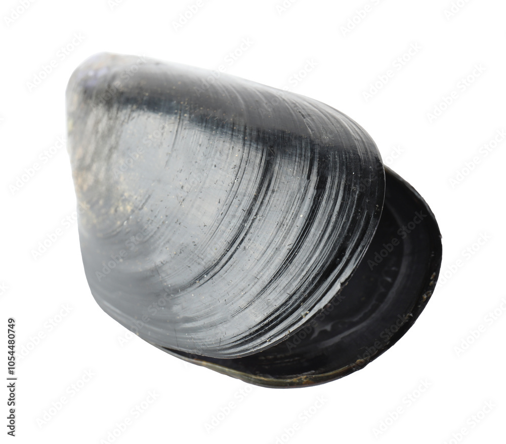 One raw mussel isolated on white. Sea food One raw mussel isolated on white. Sea food