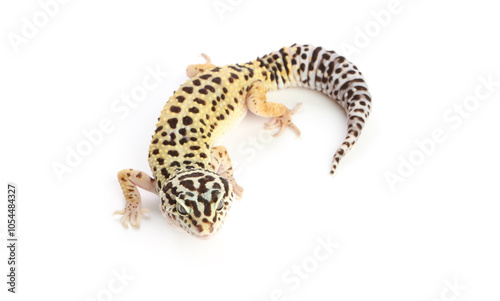 One beautiful gecko animal isolated on white