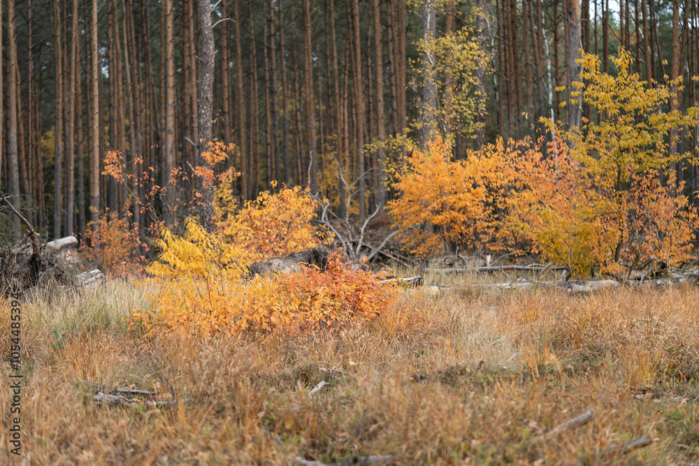 Fototapeta premium Picturesque forest in autumn golden colors
