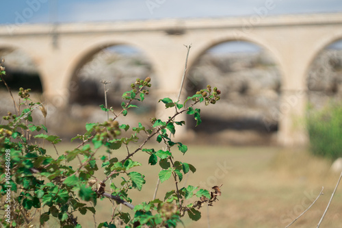 pianta di mora selvatica photo