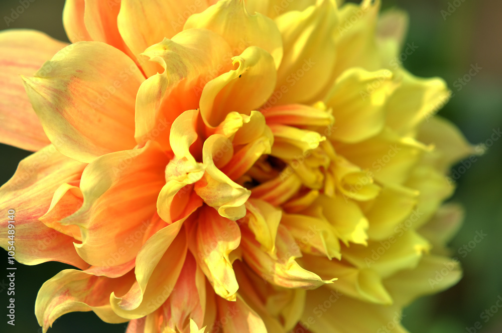 Fototapeta premium yellow dahlia flower