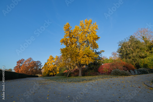 Yellow autumn tree next to the pathway in the Park with blue sky on its background. Autumn concept