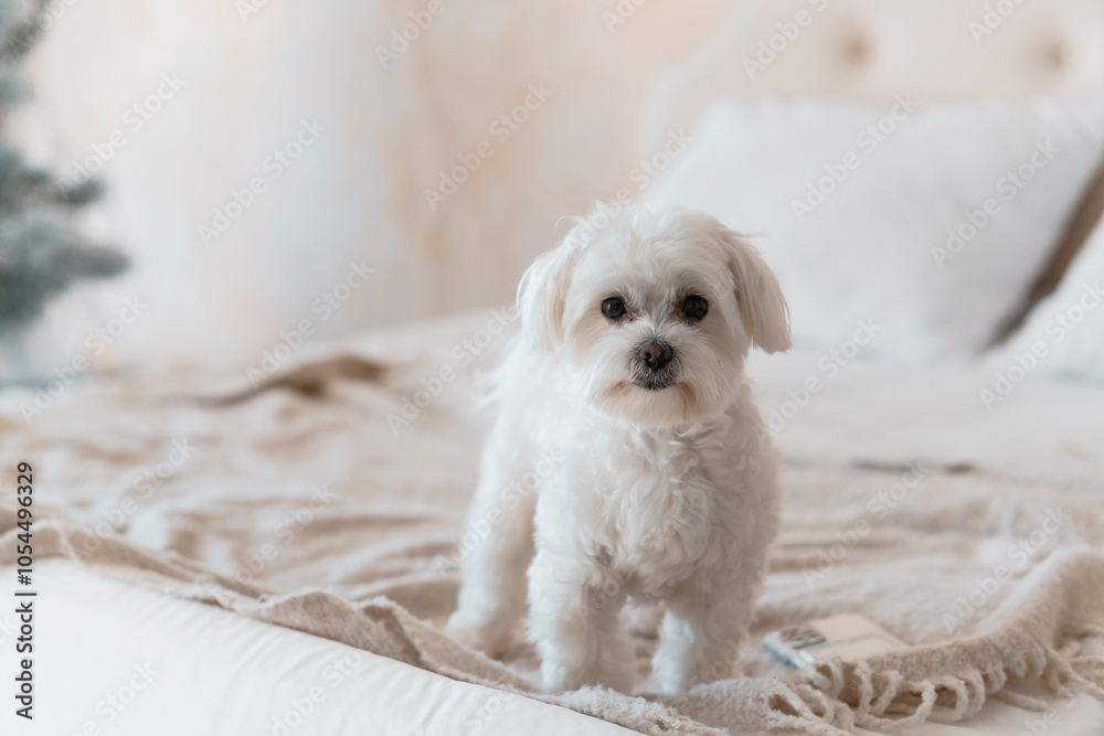 Adorable Maltese Dog Standing on a Cozy Bed Adorable Maltese Dog Standing on a Cozy Bed