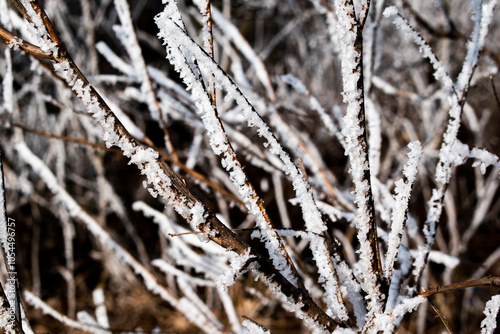 Beautiful winter. Frost that covered every branch of the tree. Khmelnitsky region, Ukraine. photo