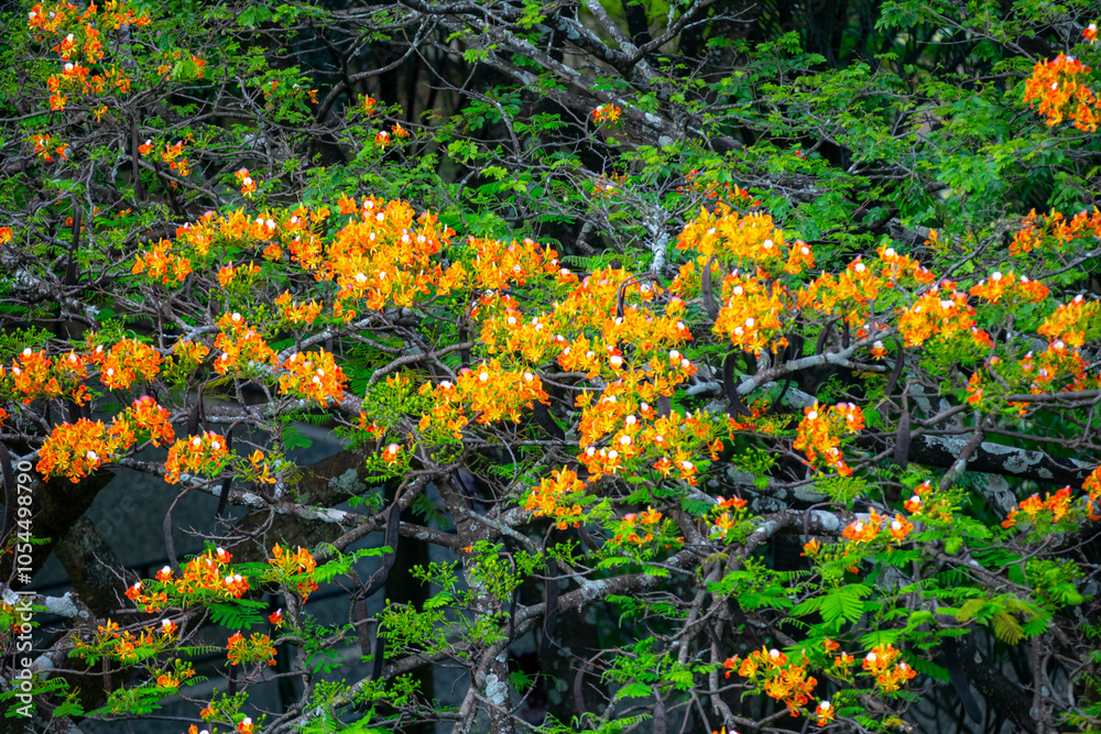 Orange Flamboyant tree, Peacock flower, or Flame of the forest (Delonix regia) blooming in tropical garden summer Orange Flamboyant tree, Peacock flower, or Flame of the forest (Delonix regia) blooming in tropical garden summer
