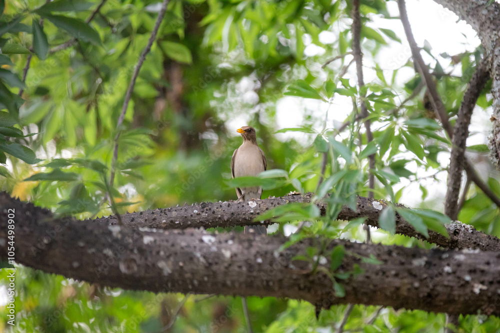 Orange thrush Turdus rufiventris , sabiá-laranjeira. A typical Brazilian bird with a harmonious and very beautiful song. Orange thrush Turdus rufiventris , sabiá-laranjeira. A typical Brazilian bird with a harmonious and very beautiful song.